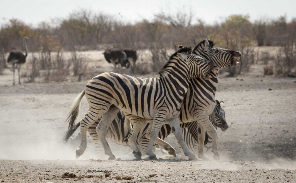Namibia, Etosha NP Two zebras play fighting